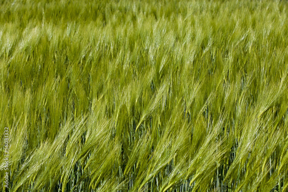 green barley green barley