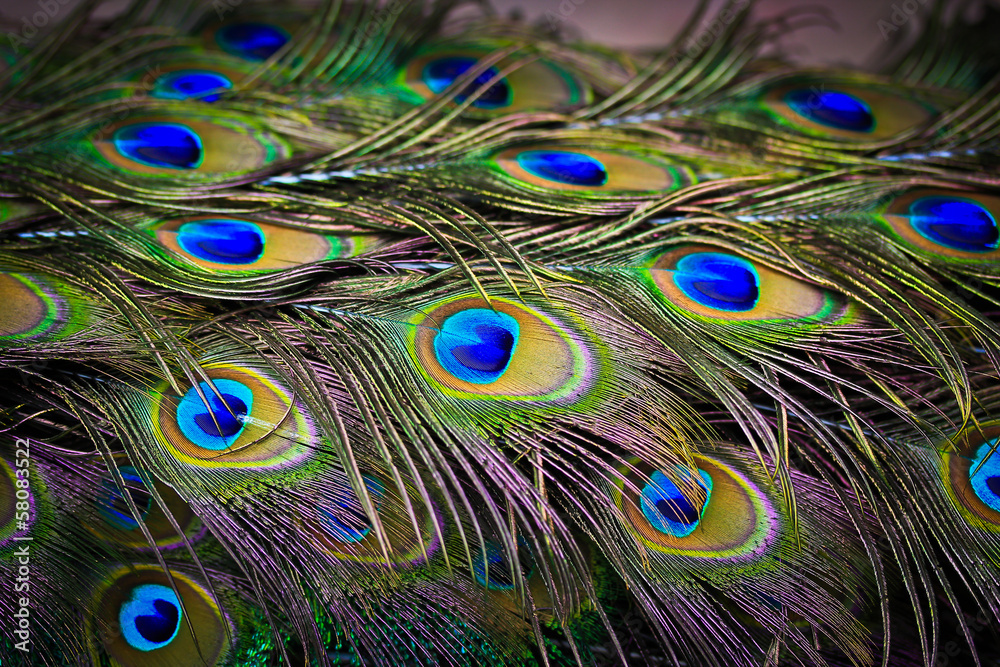 Obraz premium Peacock feathers as background