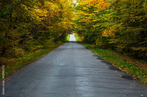 Road in forest