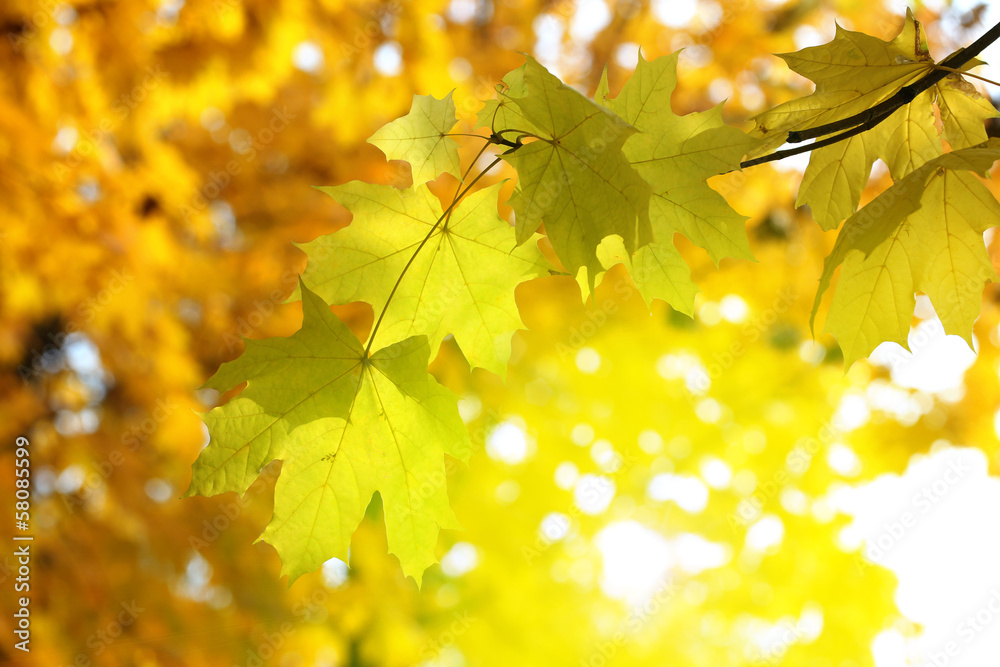 Fototapeta premium Autumnal background