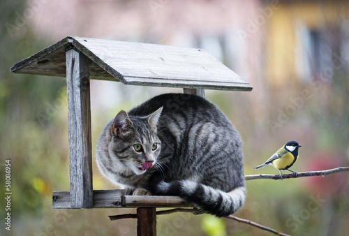 cat hunting a bird