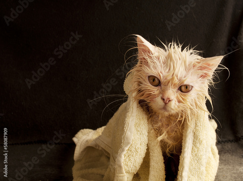 Funny wet white Persian kitten