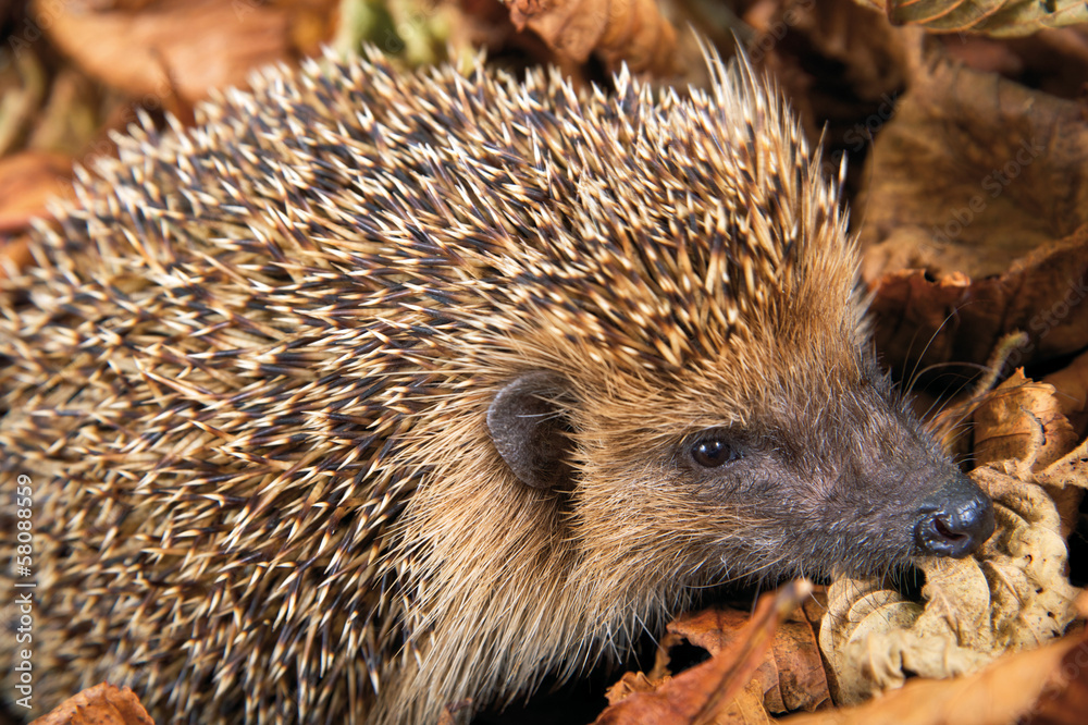 Igel im Herbstlaub StockFoto Adobe Stock