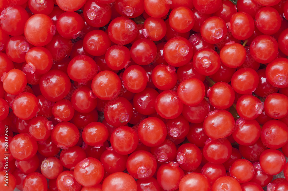 Red huckleberries Red huckleberries