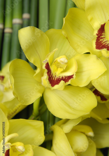 branch yellow orchid with palm leaf and grove background