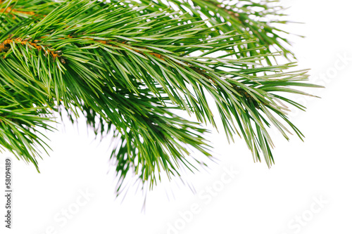 Pine branch