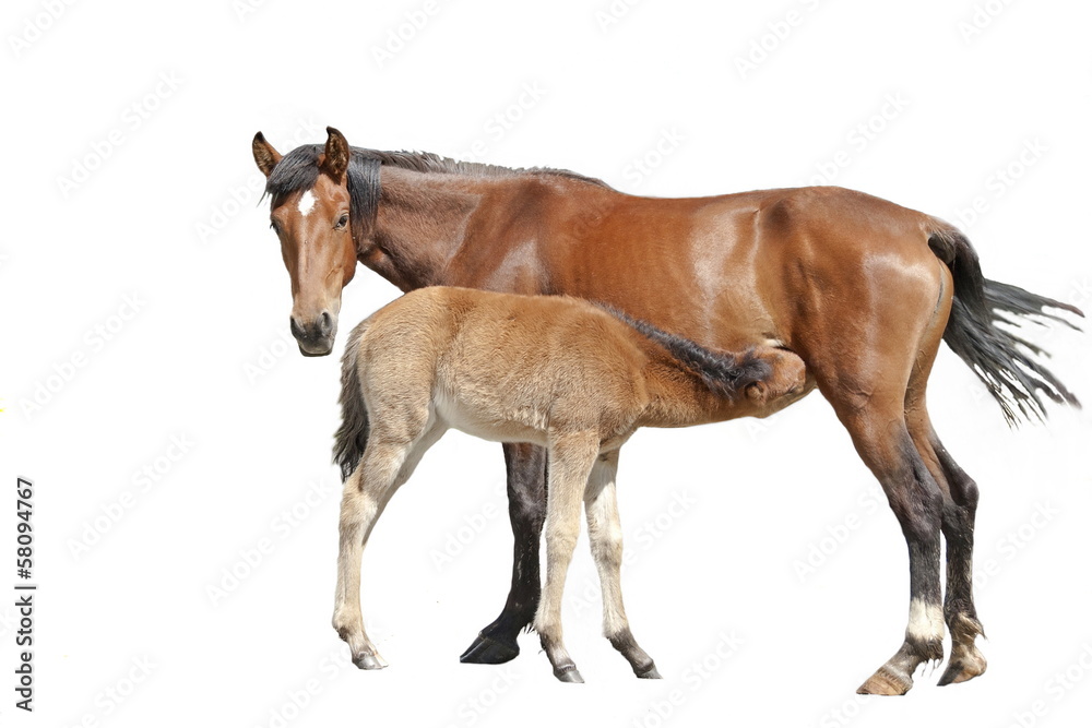 Obraz premium Mare feeding her foal, isolated.