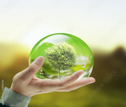 Small tree in hand businessman