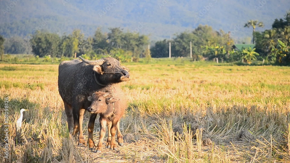 Baby Asia Buffalo And Mother In Countryside Farmland Baby Asia Buffalo And Mother In Countryside Farmland