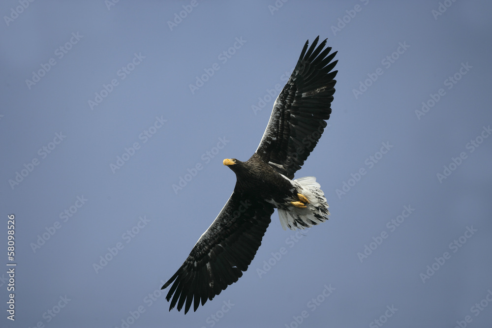 Steller's sea-eagle, Haliaeetus pelagicus Steller's sea-eagle, Haliaeetus pelagicus