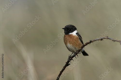 Stonechat, Saxicola torquata