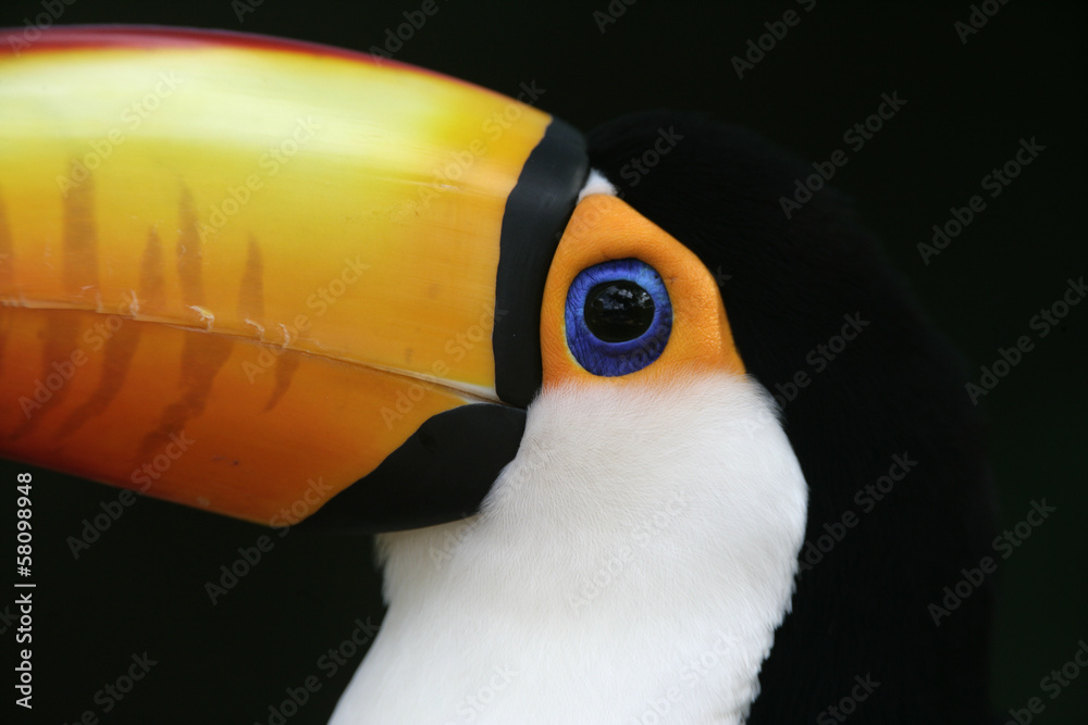Obraz premium Toco toucan, Ramphastos toco