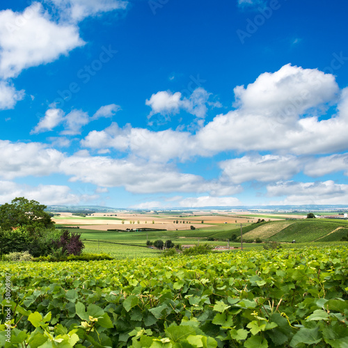 Vineyard landscape, Montagne de Reims, France photo