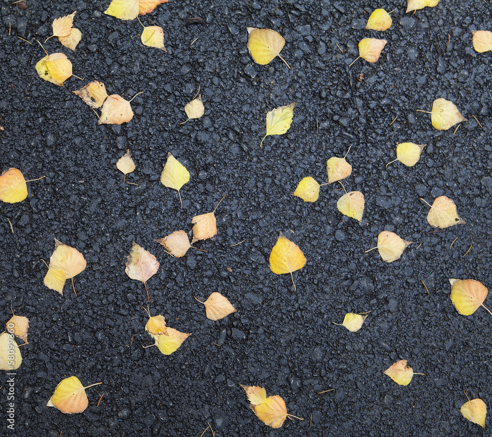Fototapeta premium yellow leaves on the pavement