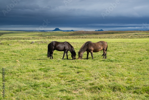 Horses
