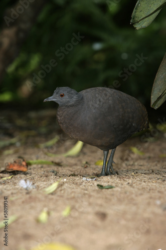 Undulated tinamou, Crypturellus undulatus photo