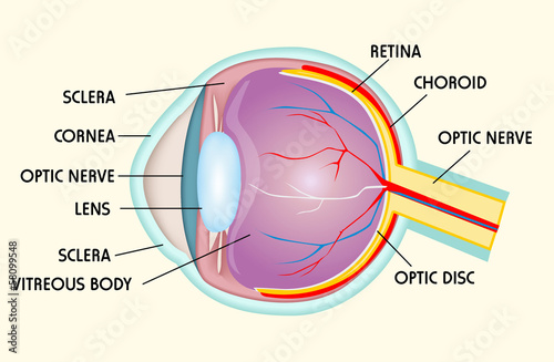 Eye structure
