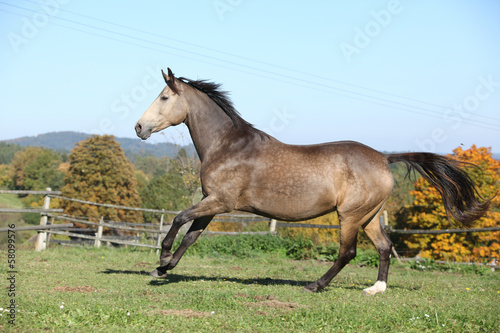 Beautiful horse running on pasturage in autumn