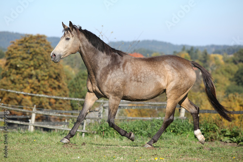 Nice mare on autumn pasturage