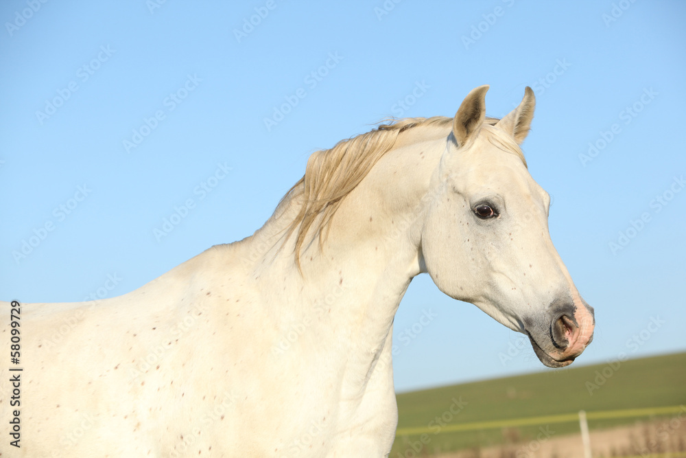 Gorgeous arabian horse running on autumn pasturage Gorgeous arabian horse running on autumn pasturage