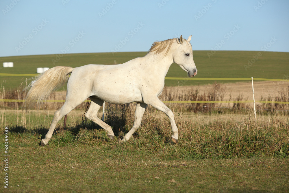 Gorgeous arabian horse running on autumn pasturage Gorgeous arabian horse running on autumn pasturage