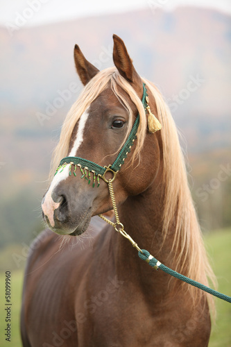 Fototapeta Naklejka Na Ścianę i Meble -  Gorgeous arabian stallion with long mane