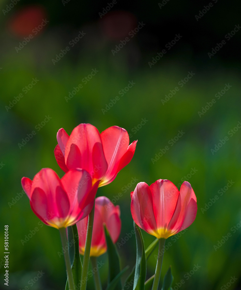 flowers blooming red tulips on a green background, sunny day