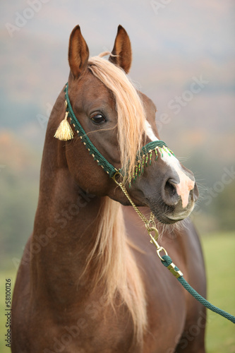 Fototapeta Naklejka Na Ścianę i Meble -  Gorgeous arabian stallion with long mane
