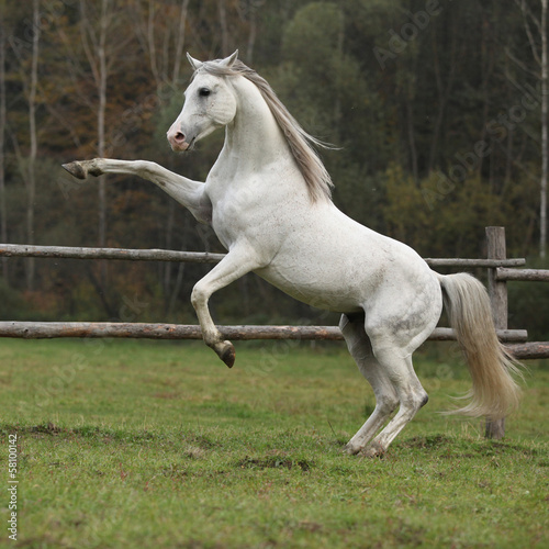 Gorgeous arabian stallion prancing © Zuzana Tillerova