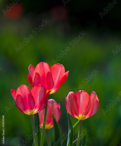 flowers blooming red tulips on a green background  sunny day