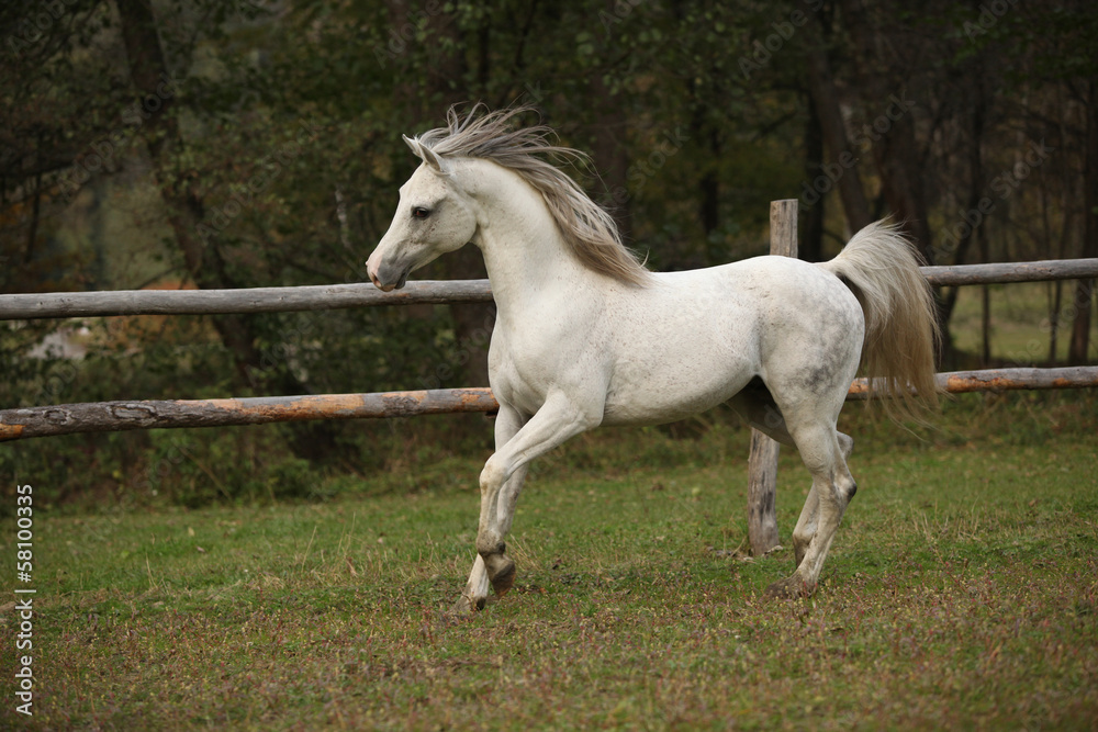 Nice white arabian stallion with flying mane Nice white arabian stallion with flying mane