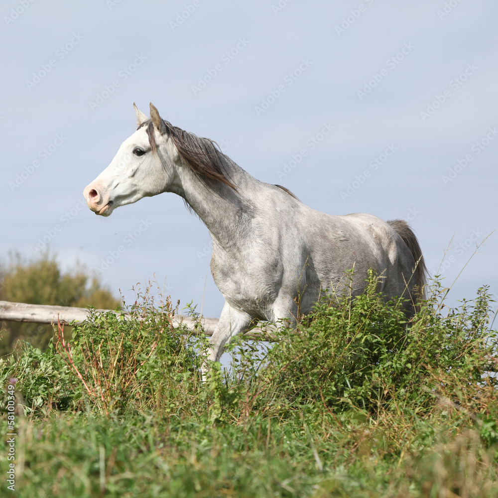 Nice grey arabian stallion running