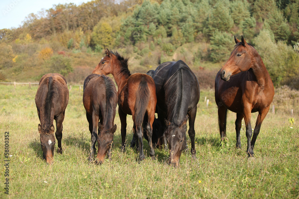 Batch of kabardin horses on pasturage Batch of kabardin horses on pasturage