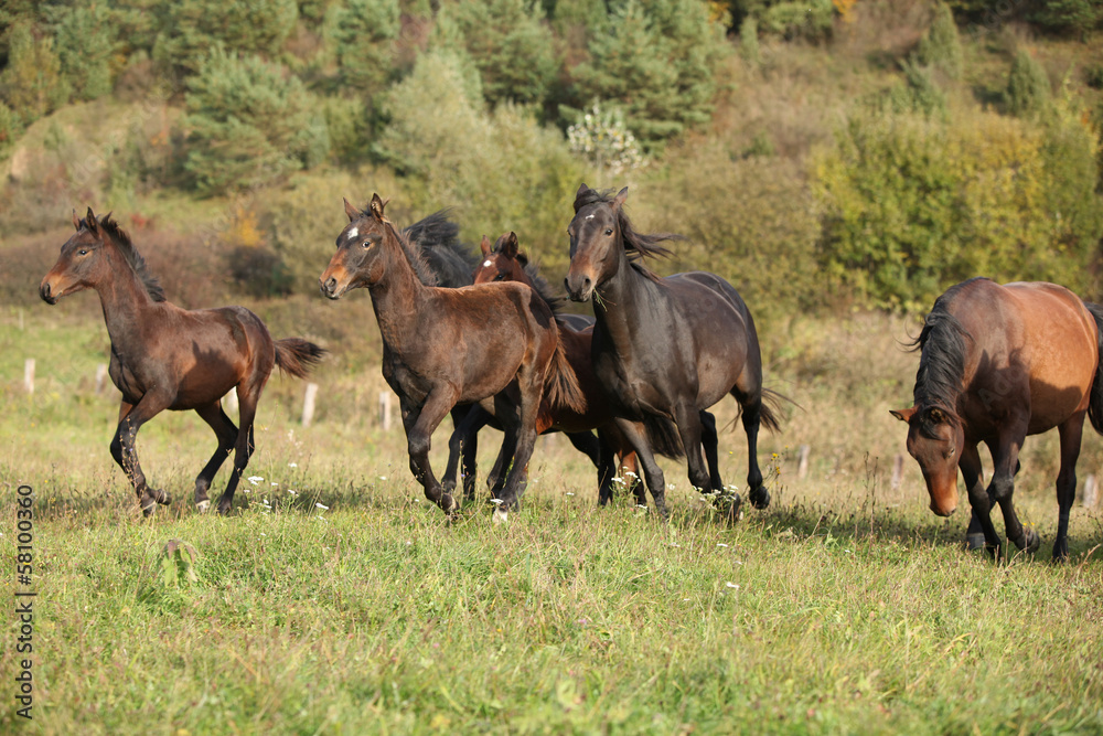 Batch of kabardin horses running in autumn Batch of kabardin horses running in autumn
