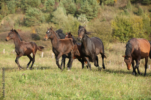 Batch of kabardin horses running in autumn © Zuzana Tillerova