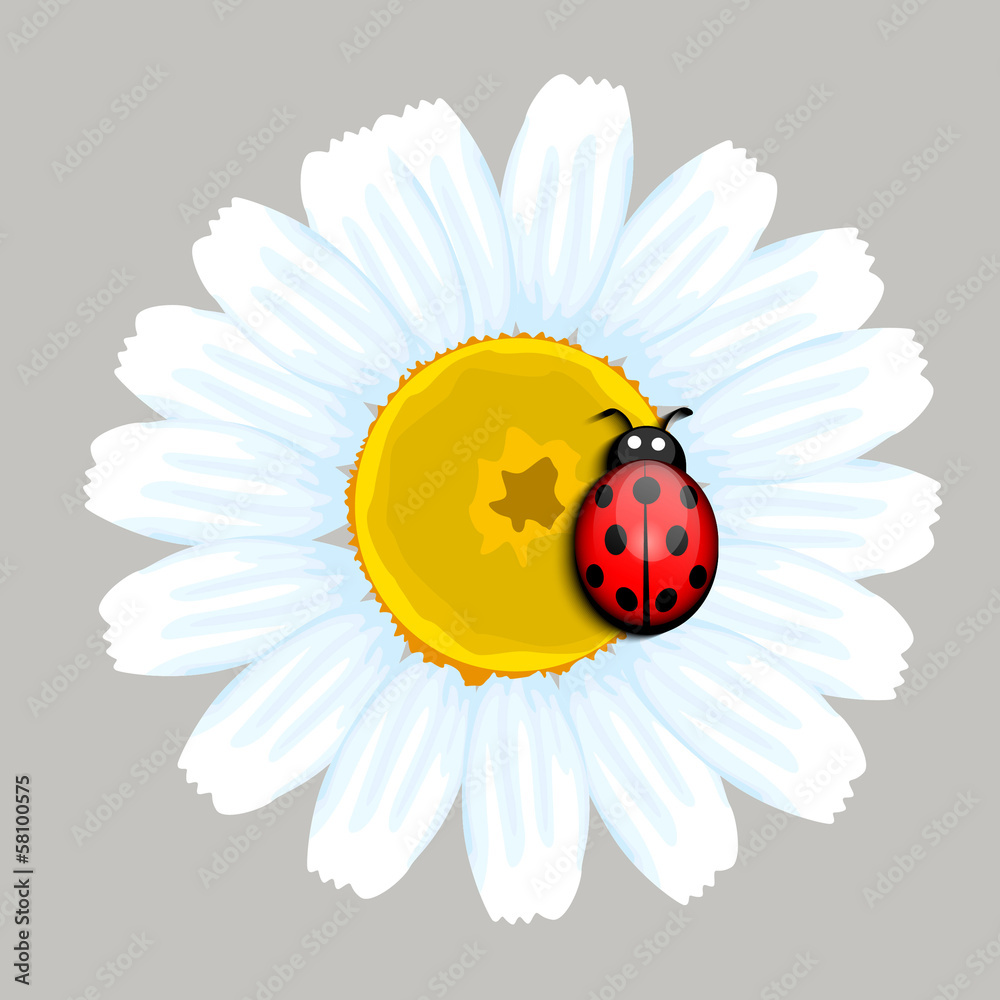 Fototapeta premium Ladybug on flower