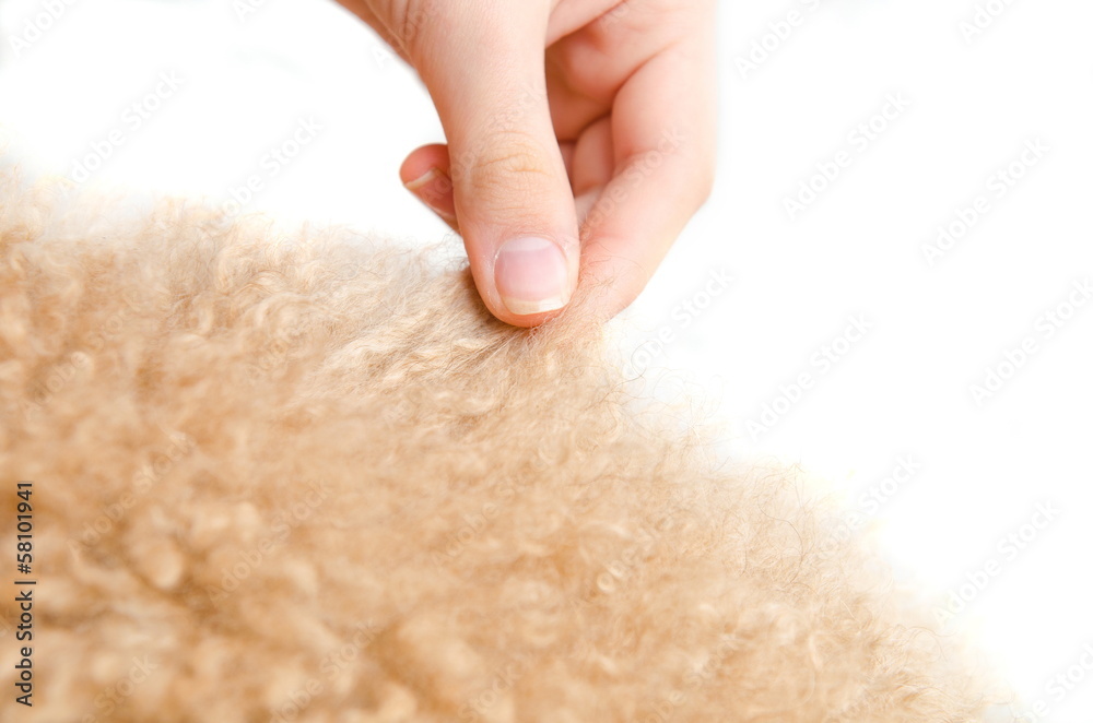 touch the animal's hair touch the animal's hair