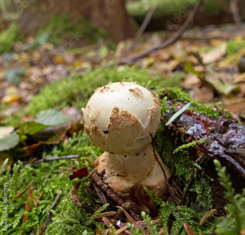 Toadstool Fungus in Woodland