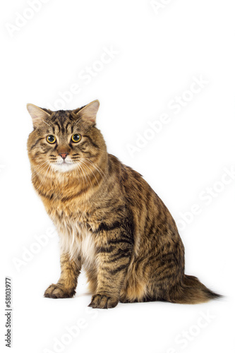 Fototapeta Naklejka Na Ścianę i Meble -  Kuril Bobtail Cat