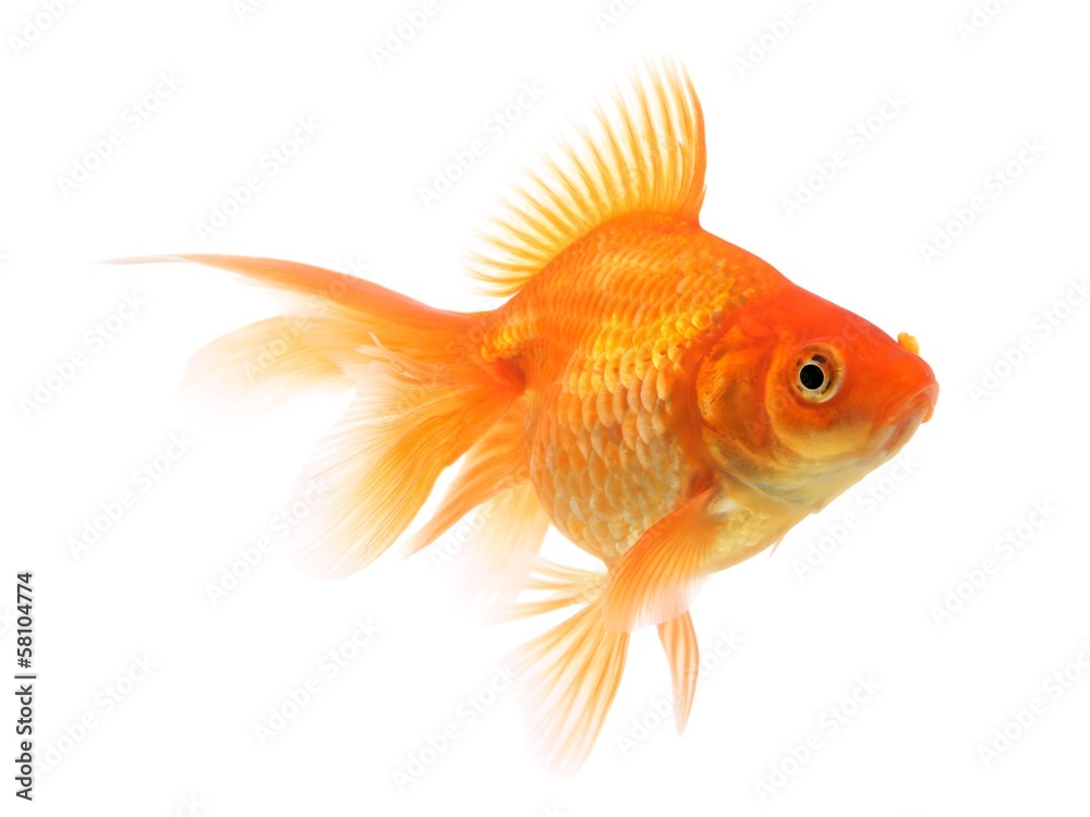 Goldfish on a white background