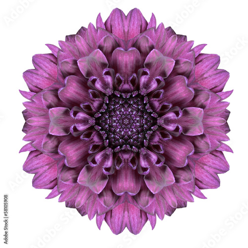 Kaleidoscopic Chrystanthemum Flower Mandala  Isolated on White