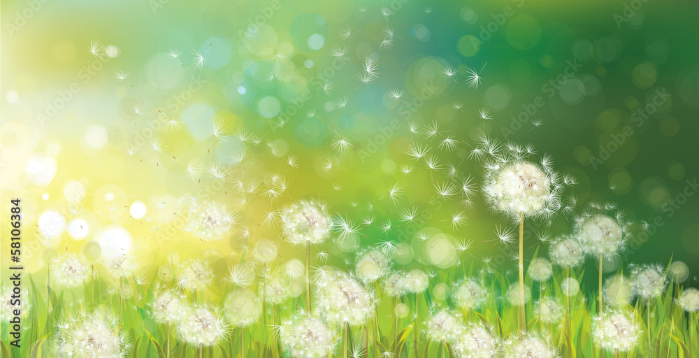 Vector of spring background with white dandelions.