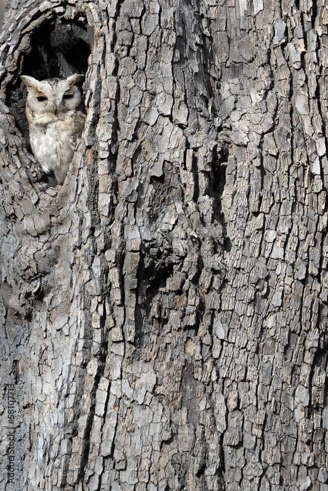 Fototapeta premium Collared Scops Owl looking out of nesthole.