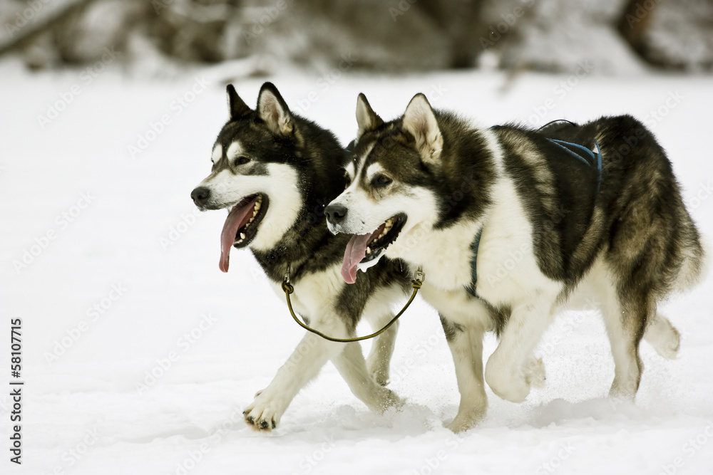Snow dogs