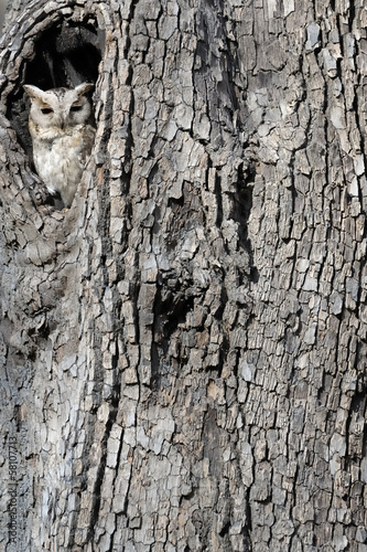 Collared Scops Owl looking out of nesthole.