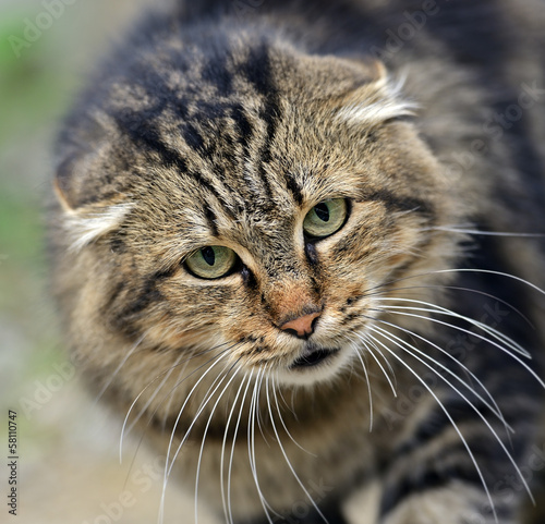 Portrait of a domestic cat © kyslynskyy