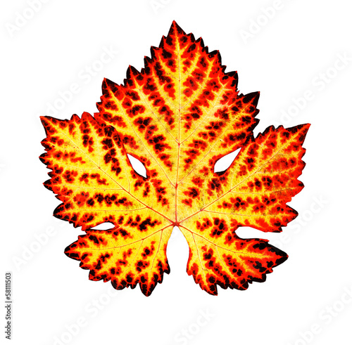 Buntes Herbstblatt