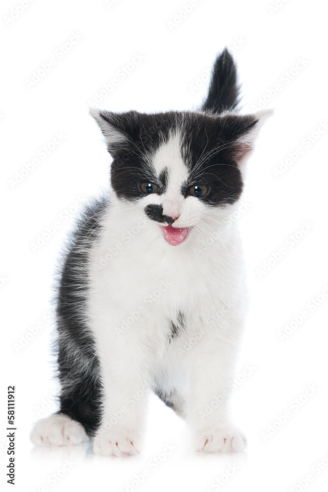 black and white kitten meowing