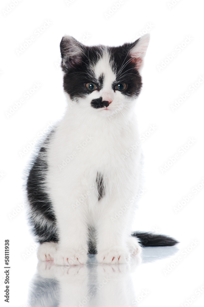 grumpy black and white kitten