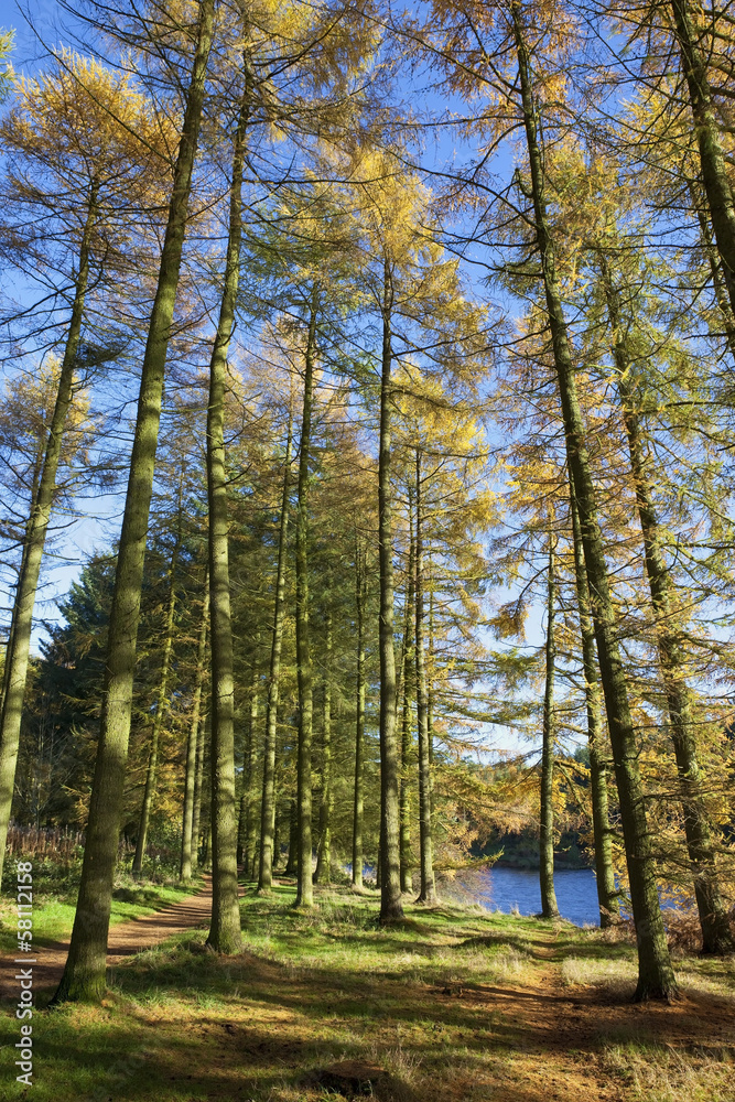 Fototapeta premium autumn larch trees